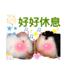 毎日.可愛いモルモット(天竺鼠LOVE台湾語)（個別スタンプ：7）