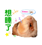 毎日.可愛いモルモット(天竺鼠LOVE台湾語)（個別スタンプ：8）