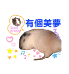 毎日.可愛いモルモット(天竺鼠LOVE台湾語)（個別スタンプ：9）