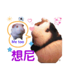 毎日.可愛いモルモット(天竺鼠LOVE台湾語)（個別スタンプ：11）