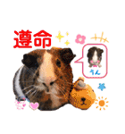 毎日.可愛いモルモット(天竺鼠LOVE台湾語)（個別スタンプ：14）