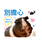 毎日.可愛いモルモット(天竺鼠LOVE台湾語)（個別スタンプ：15）