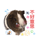 毎日.可愛いモルモット(天竺鼠LOVE台湾語)（個別スタンプ：16）