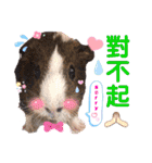 毎日.可愛いモルモット(天竺鼠LOVE台湾語)（個別スタンプ：17）