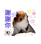 毎日.可愛いモルモット(天竺鼠LOVE台湾語)（個別スタンプ：18）