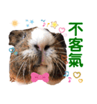 毎日.可愛いモルモット(天竺鼠LOVE台湾語)（個別スタンプ：19）