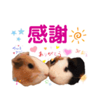毎日.可愛いモルモット(天竺鼠LOVE台湾語)（個別スタンプ：20）
