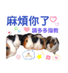 毎日.可愛いモルモット(天竺鼠LOVE台湾語)（個別スタンプ：21）