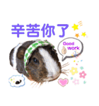 毎日.可愛いモルモット(天竺鼠LOVE台湾語)（個別スタンプ：22）