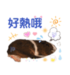 毎日.可愛いモルモット(天竺鼠LOVE台湾語)（個別スタンプ：23）