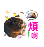 毎日.可愛いモルモット(天竺鼠LOVE台湾語)（個別スタンプ：24）