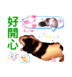 毎日.可愛いモルモット(天竺鼠LOVE台湾語)（個別スタンプ：27）