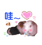毎日.可愛いモルモット(天竺鼠LOVE台湾語)（個別スタンプ：28）