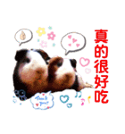 毎日.可愛いモルモット(天竺鼠LOVE台湾語)（個別スタンプ：29）