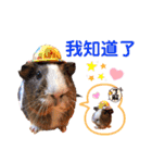 毎日.可愛いモルモット(天竺鼠LOVE台湾語)（個別スタンプ：30）