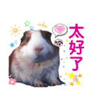 毎日.可愛いモルモット(天竺鼠LOVE台湾語)（個別スタンプ：31）