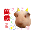 毎日.可愛いモルモット(天竺鼠LOVE台湾語)（個別スタンプ：32）