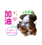 毎日.可愛いモルモット(天竺鼠LOVE台湾語)（個別スタンプ：34）