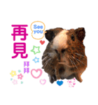 毎日.可愛いモルモット(天竺鼠LOVE台湾語)（個別スタンプ：35）