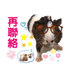毎日.可愛いモルモット(天竺鼠LOVE台湾語)（個別スタンプ：36）