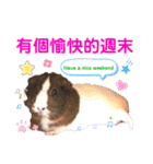 毎日.可愛いモルモット(天竺鼠LOVE台湾語)（個別スタンプ：40）