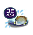 ダイビングで見る魚たちで毎日トーク（個別スタンプ：36）