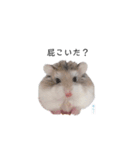 はむちゃんズ。（個別スタンプ：1）