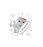 はむちゃんズ。（個別スタンプ：3）