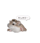はむちゃんズ。（個別スタンプ：5）