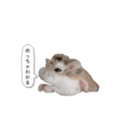 はむちゃんズ。（個別スタンプ：12）