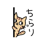 トラネコの日常 ver.1（個別スタンプ：19）