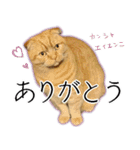ふく ＊asachi（個別スタンプ：1）