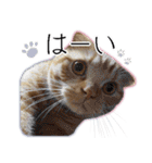 ふく ＊asachi（個別スタンプ：2）