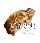 ふく ＊asachi（個別スタンプ：7）