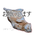 ふく ＊asachi（個別スタンプ：11）