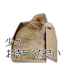 ふく ＊asachi（個別スタンプ：16）