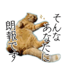 ふく ＊asachi（個別スタンプ：20）