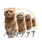 ふく ＊asachi（個別スタンプ：22）