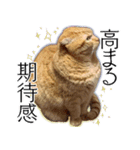 ふく ＊asachi（個別スタンプ：23）