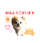 チワワのりんちゃん♀（個別スタンプ：1）