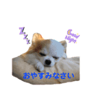 チワワのりんちゃん♀（個別スタンプ：2）
