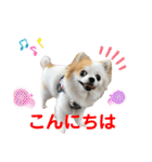 チワワのりんちゃん♀（個別スタンプ：3）
