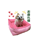 チワワのりんちゃん♀（個別スタンプ：5）