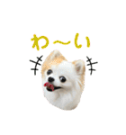 チワワのりんちゃん♀（個別スタンプ：9）