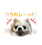 チワワのりんちゃん♀（個別スタンプ：10）