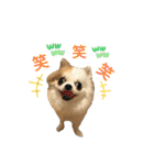 チワワのりんちゃん♀（個別スタンプ：11）