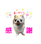 チワワのりんちゃん♀（個別スタンプ：12）