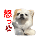 チワワのりんちゃん♀（個別スタンプ：14）