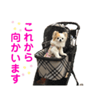 チワワのりんちゃん♀（個別スタンプ：17）