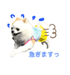 チワワのりんちゃん♀（個別スタンプ：18）